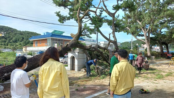 통영교육지원청은 산양초등하교 교문을 덮친 소나무 제거작업을 지원했다.
