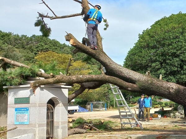 태풍으로 쓰러진 수백년 된 소나무가 산양초등학교 교문을 덮쳤다.